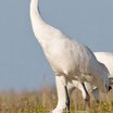 Whooping Crane